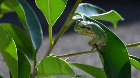 Tree frog Stock Footage 329086108