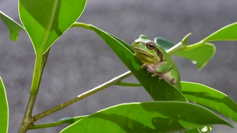 Tree frog Stock Footage 329086153