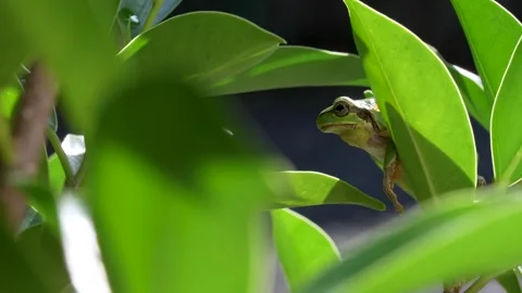 Tree frog Stock Footage 329086225