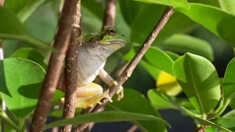 Tree frog Video stock 329086288