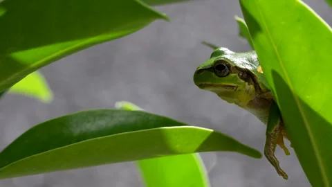 Tree frog Stock Footage 329086290
