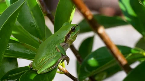 Tree frog Stock Footage 329086427