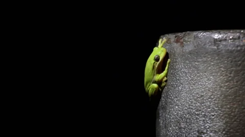 Tree Frog Gets To More Comfortable Position Stock Footage 42903709