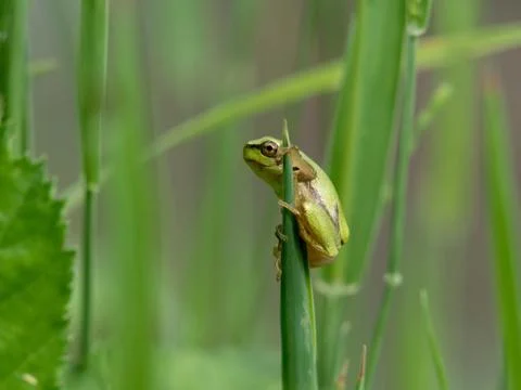 Tree frog on a grass stalk Stock Photos