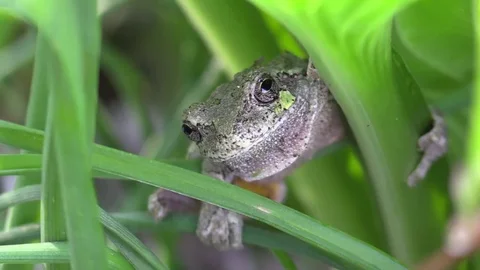 Tree frog in green grass closeup Stock Footage 74660446