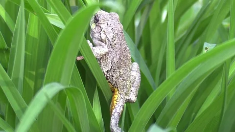 Tree frog in green grass Stock Footage 74660188