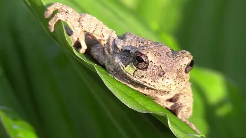 Tree frog on green leaf closeup front view Stock Footage 74661629
