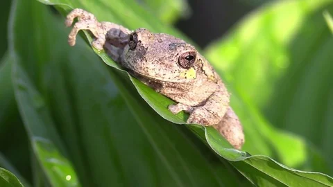 Tree frog on green leaf front view Stock Footage 74662032