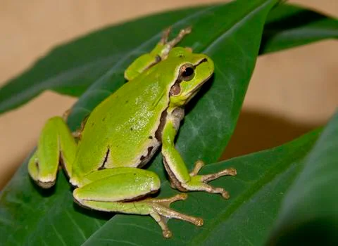 Tree frog on a green leaf. Stock Photos