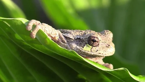 Tree frog on green leaf side view closeup blinks eye Stock Footage 74662007