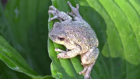 Tree frog on green leaf top view closeup Stock Footage 74662024
