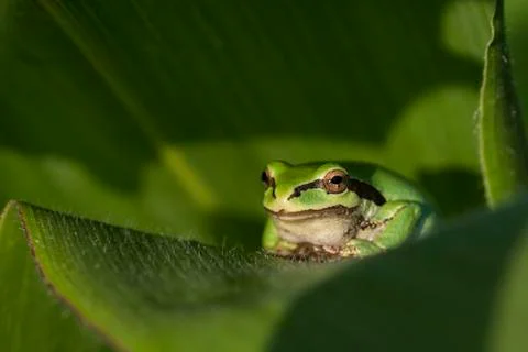 A tree frog guards a garden while resting on a plant in the Pacific Northwest Stock Photos