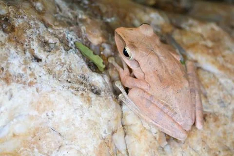 Tree frog hide top of stone by adjusting the skin Stock Photos