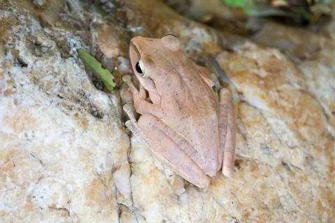 Tree frog hide top of stone by adjusting the skin Foto stock