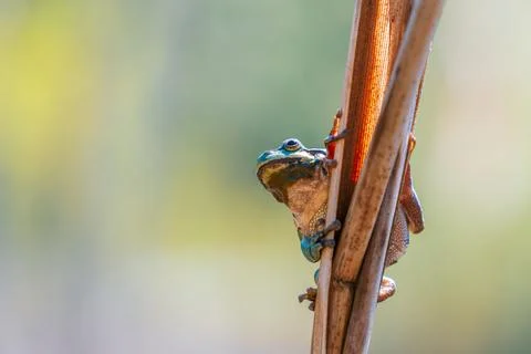 Tree frog (Hyla) climbing vertical dry plant stems in natural outdoor setti.. Stock Photos