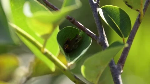 Tree Frog inside a heart shaped leaf sleeping Video stock 297773517