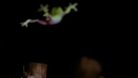 Tree frog jumping from branch to branch slow motion Stock Footage 233704410