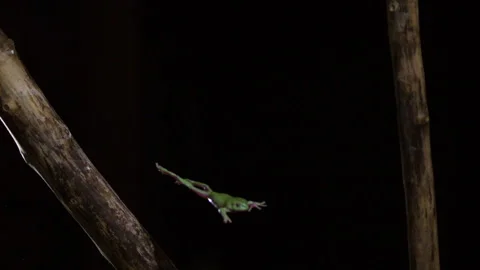 Tree frog jumping off a branch slow motion Stock Footage 233699206