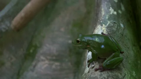Tree frog jumping Video stock 21218535