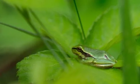 Tree frog on leaves Stock Photos