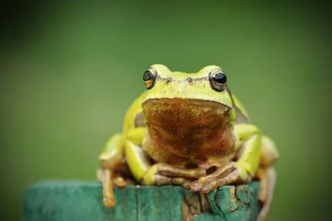 Tree frog looking at camera Stock Photos