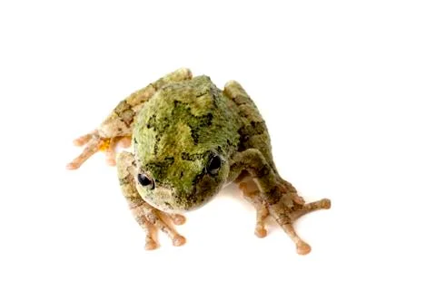 Tree frog looking up Stock Photos