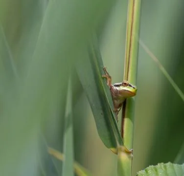 Tree frog on the lookout Foto stock