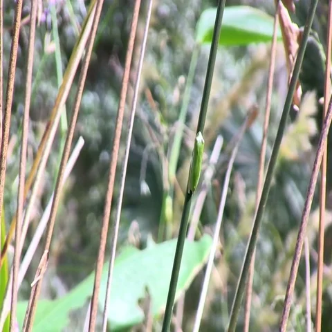 A tree frog on mangroove Stock Footage 69550807