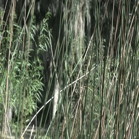 A tree frog near a pond Stock Footage 69550710