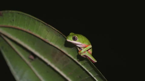 Tree frog at night Stock Footage 233839883