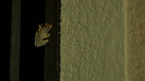 Tree frog at night inside of porch, 4K Stock Footage 48430555