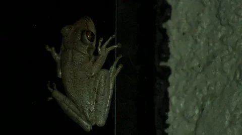 Tree frog at night inside of porch, CLOSE, 4K Stock Footage 48430558