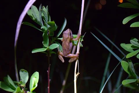 Tree frog at night Stock Photos