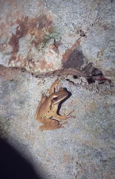 Tree Frog or Gan•drak In Gray Wall Looking At Camera During Night Time Stock Photos