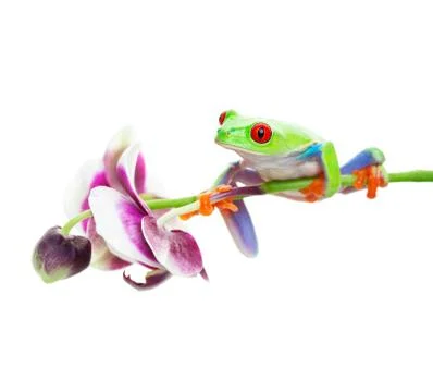 Tree frog on orchid Stock Photos