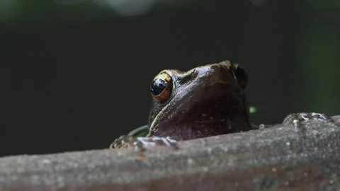 Tree Frog Peeking Above Water in Extreme Macro Close Up Stockbeeldmateriaal 335609833