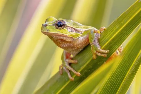 Tree frog peeking from behind leaf Stock Photos