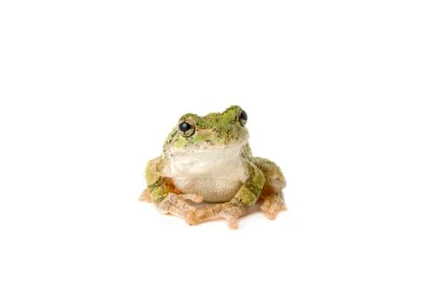 Tree frog pensive Stock Photos