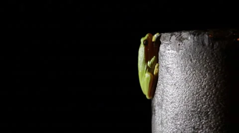 Tree Frog Perched On Pole With Moving Light Source Stock Footage 42904055
