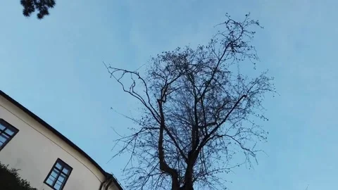 Tree from frog perspective Vídeos de archivo 273992271