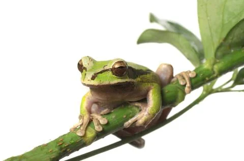 Tree frog Stock Photos