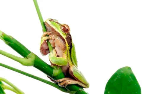 Tree frog Stock Photos