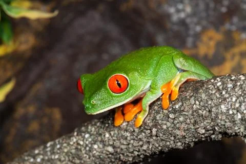 Tree frog Stock Photos