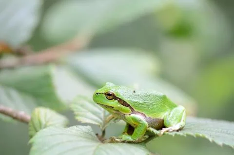 Tree frog Stock Photos