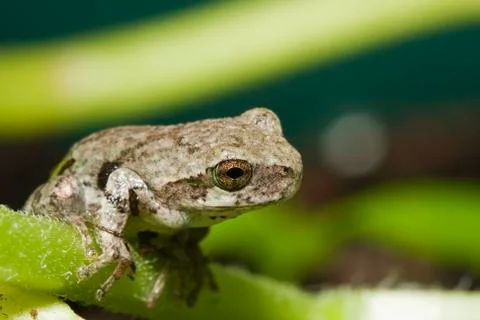 Tree frog Stock Photos