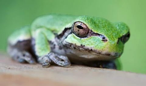 Tree frog Stock Photos