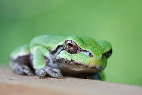 Tree frog Stock Photos