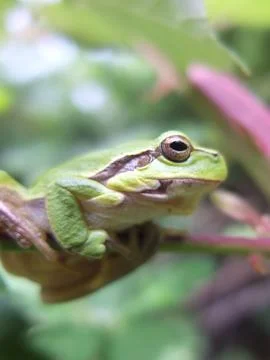 Tree frog. Stock Photos