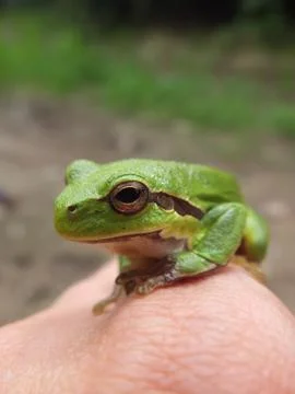 Tree frog. Stock Photos