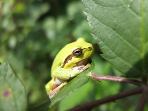 Tree Frog. Stock Photos